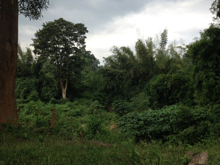 Regnskogen er så vakkert og frodig at man ikke tror det man ser.