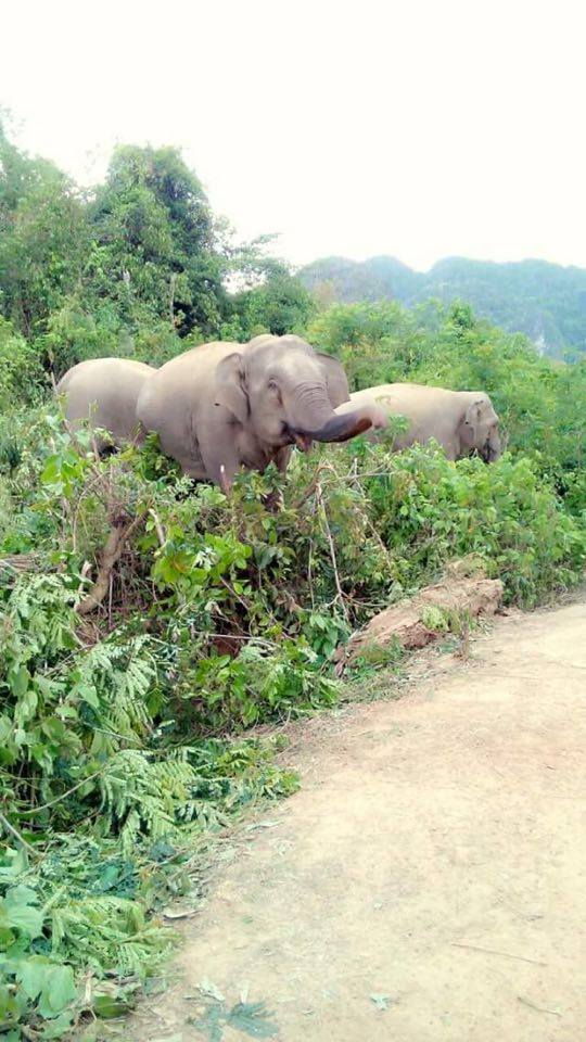 12895508_1664789487109169_585580427_n